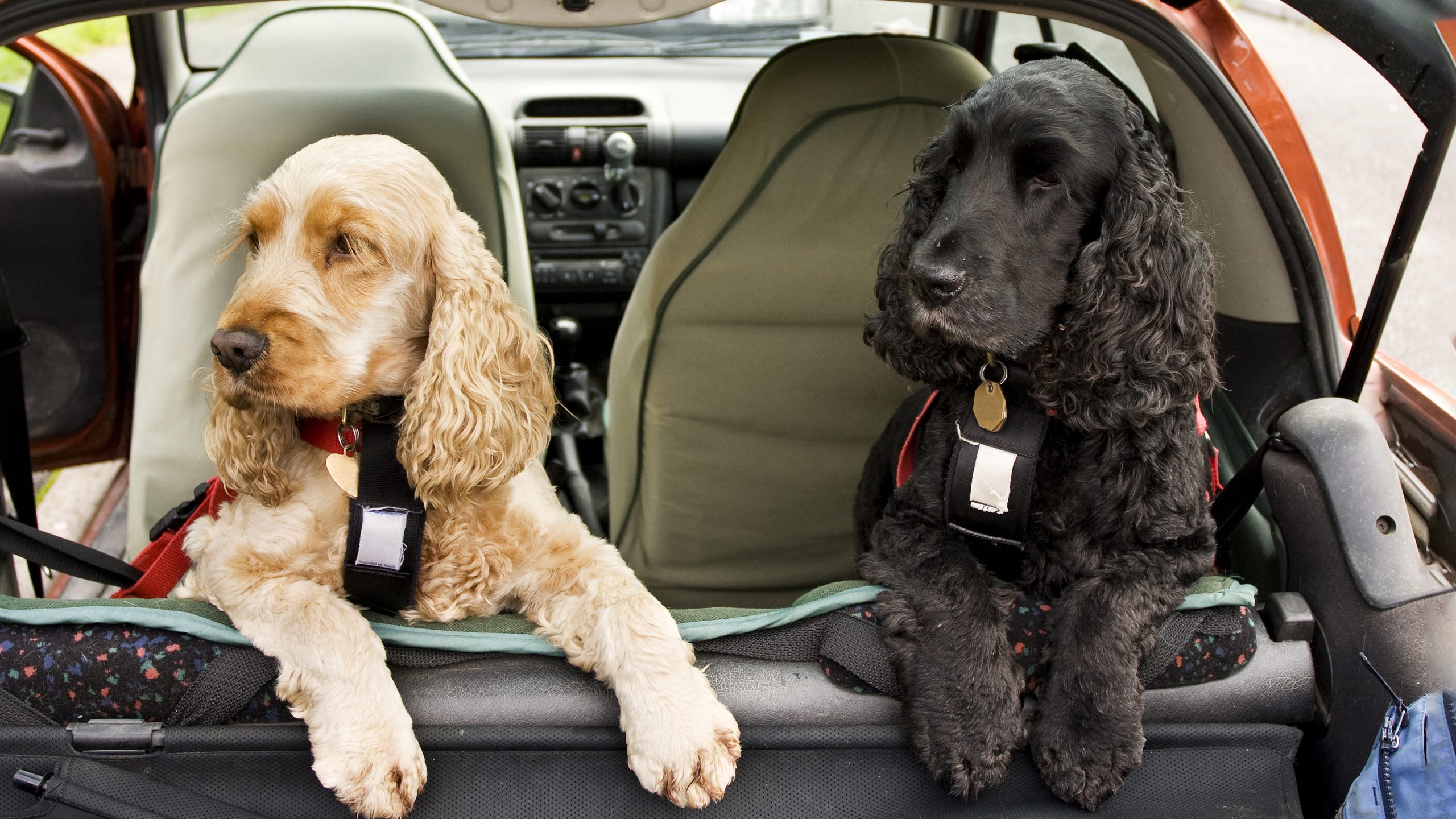 Getting puppies used to the car
                            Unfortunately car travel for some can be really difficult, as dogs can develop phobias or even true car sickness. So how do you keep your dog happy in the car?