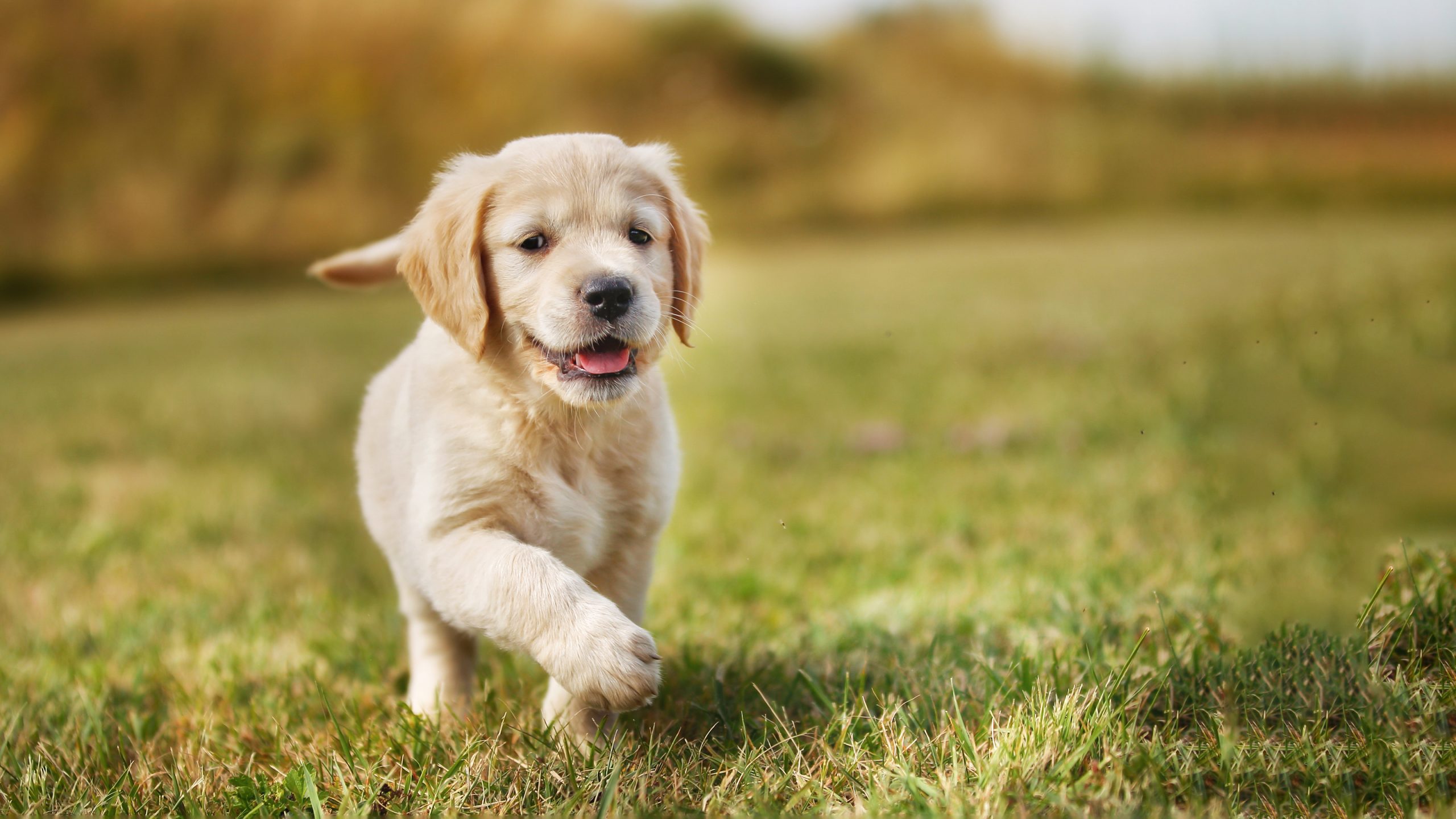 Introducing Puppies To Cats
                            Getting a puppy is a really exciting time, but not all the family may share your enthusiasm! Read our expert advice for some hints and tips.