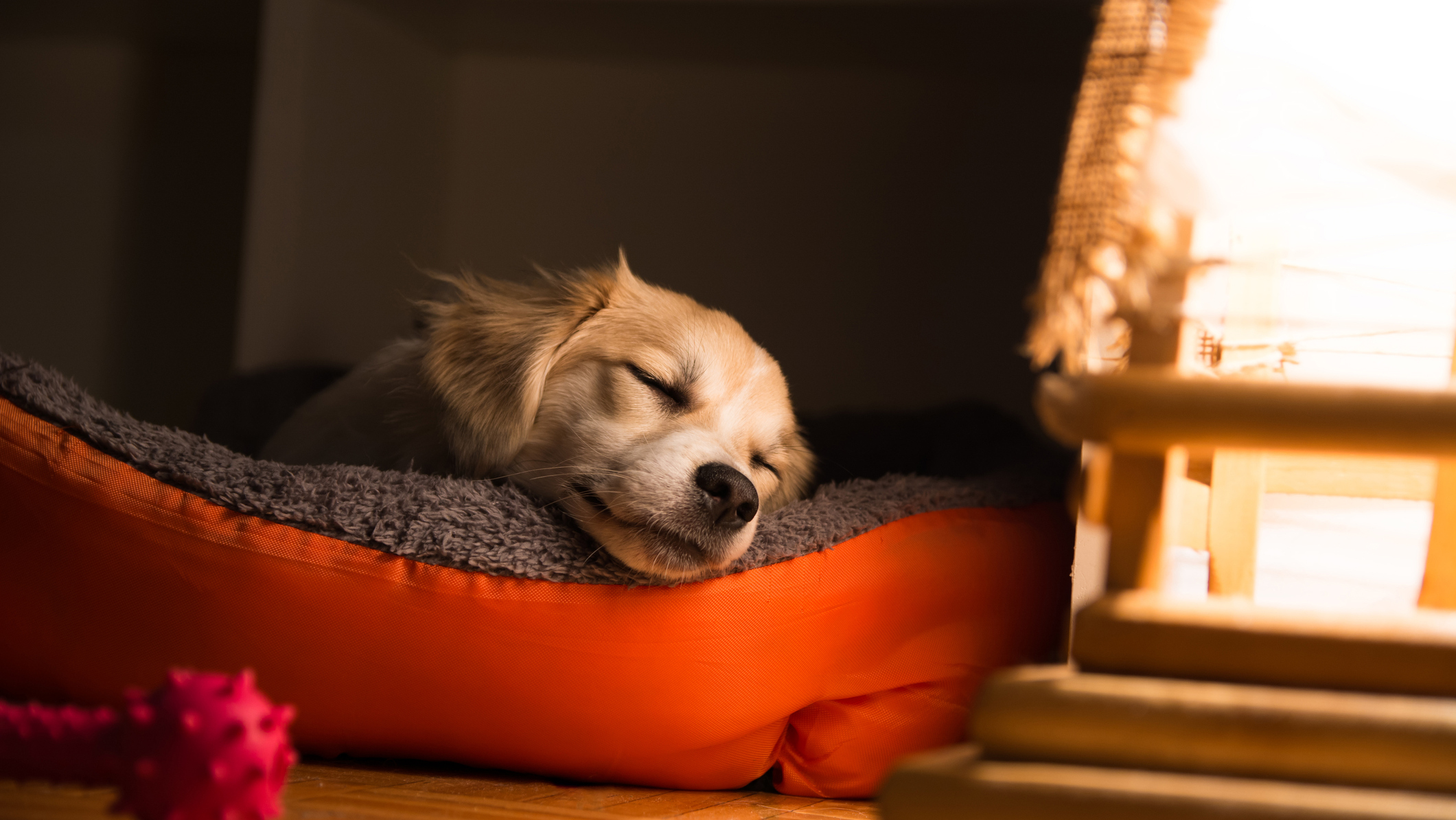 How much sleep do puppies need?