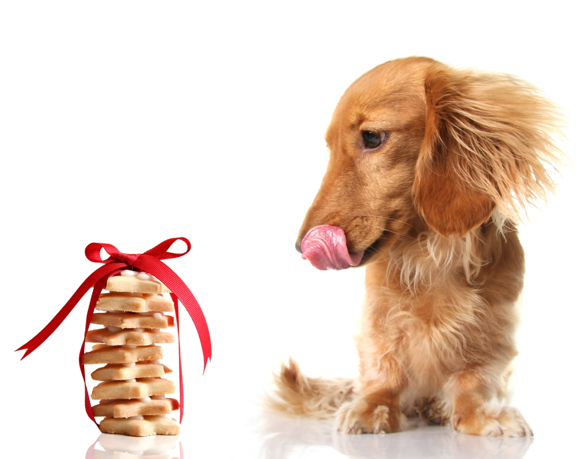 14 Foods You Might Not Want to Share With Your Dog