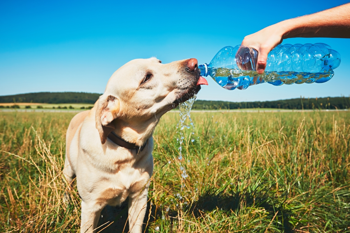 6 Tips to Keep Your Dog Cool in the Summer Heat