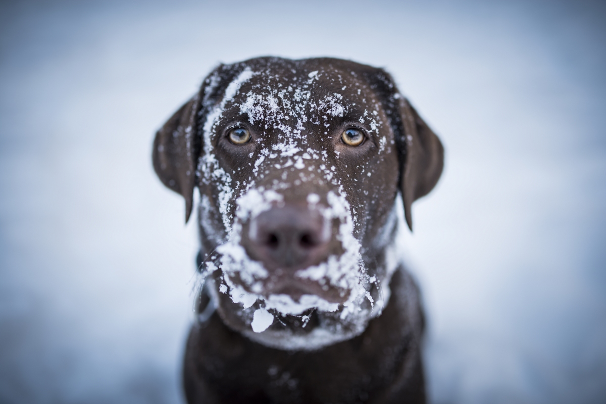 5 Winter Dangers for Dogs—and How to Avoid Them
