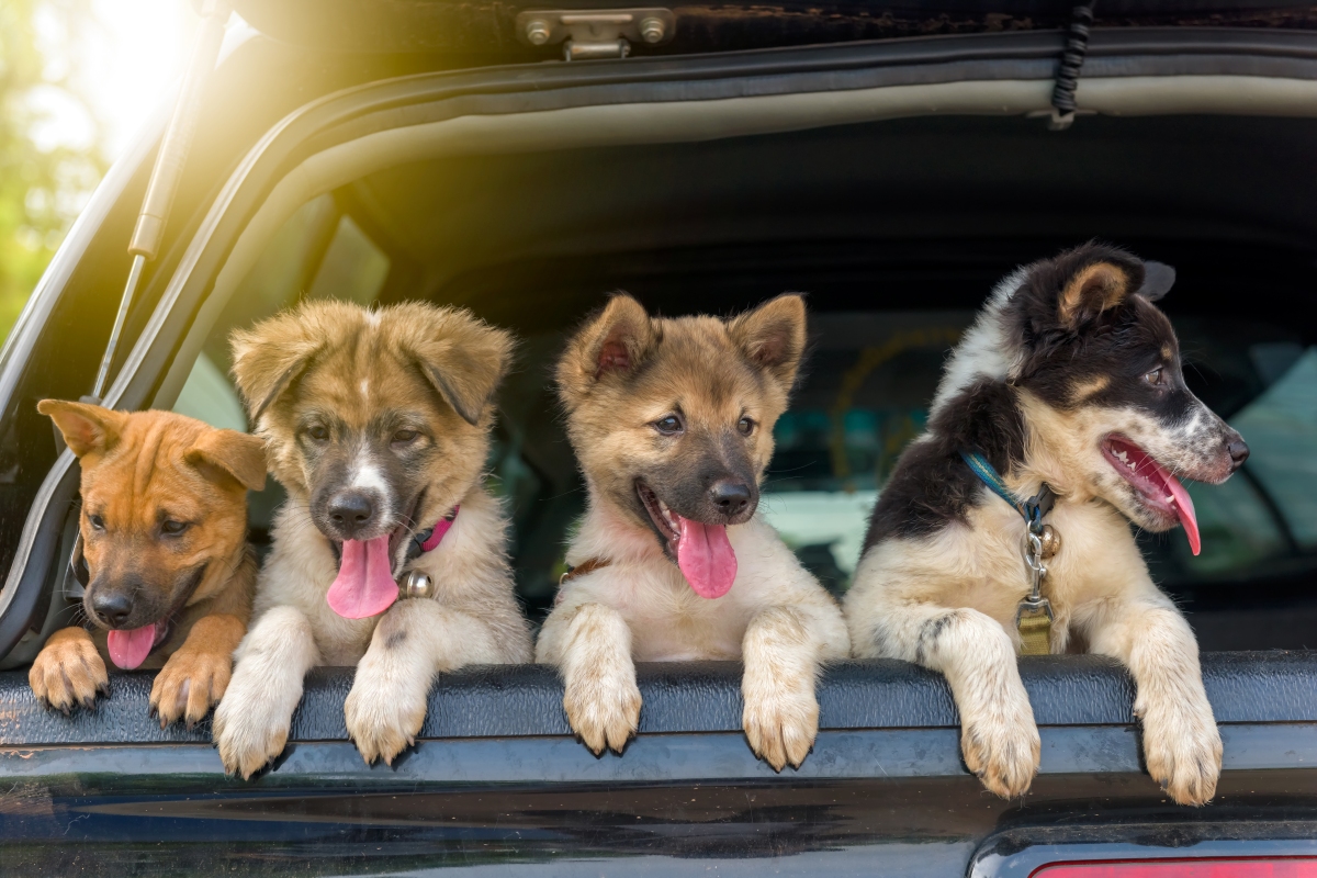 How to Keep Your Dog Safe (and Comfortable) When Traveling
