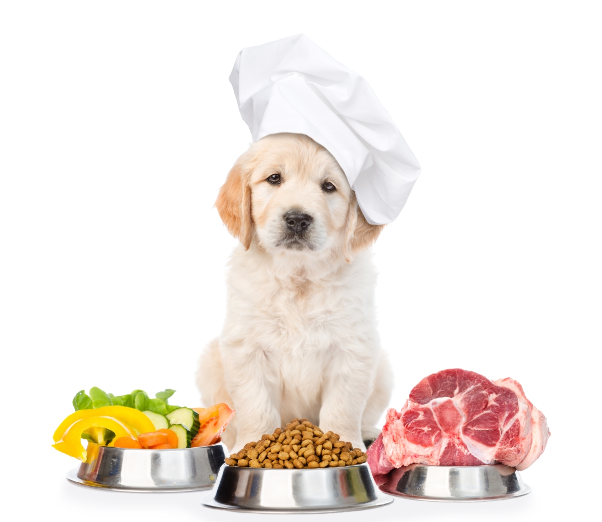 Switching Your Dog to a Raw Food Diet