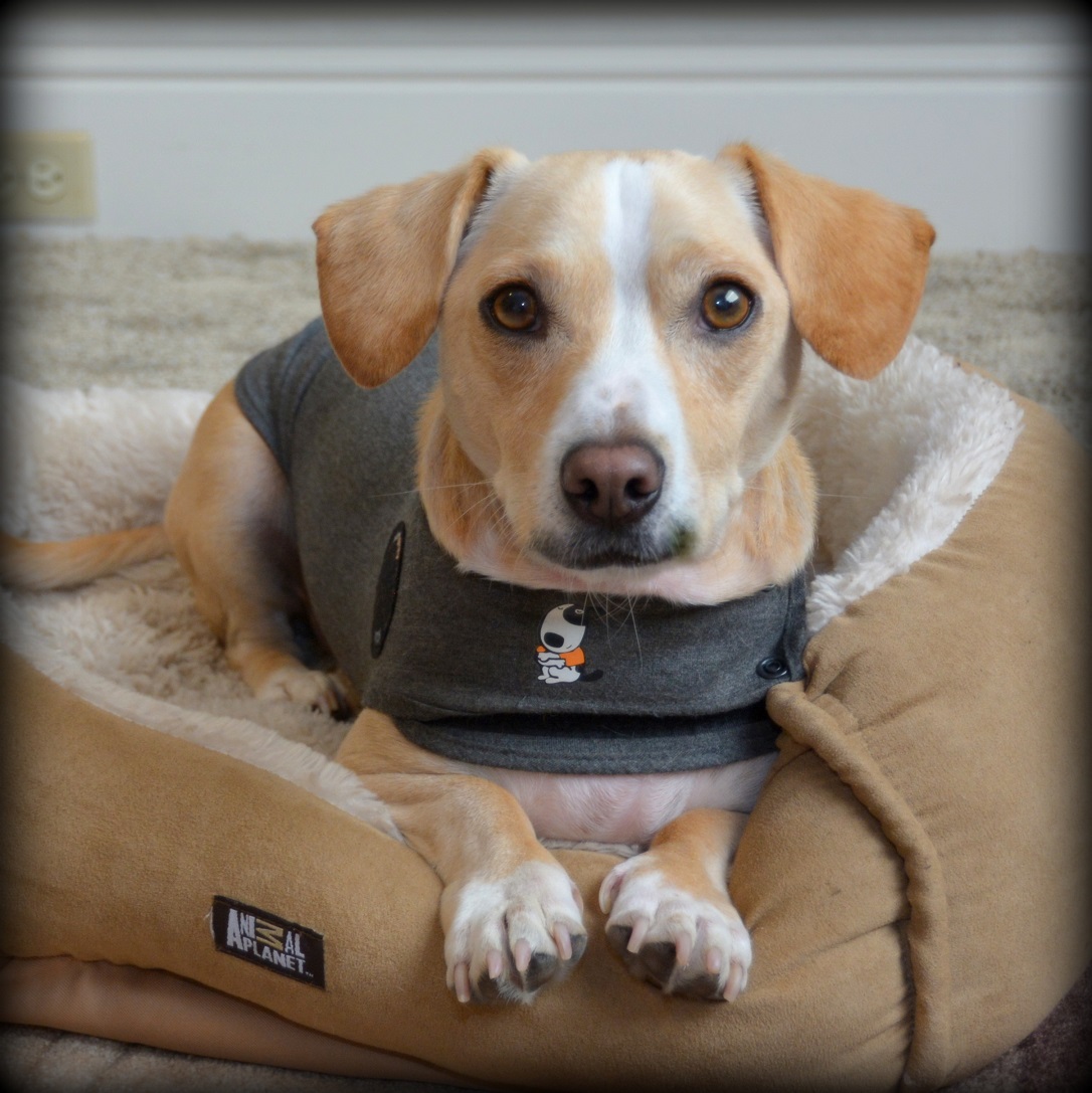 Can the ThunderShirt Cure Your Dog’s Anxiety?